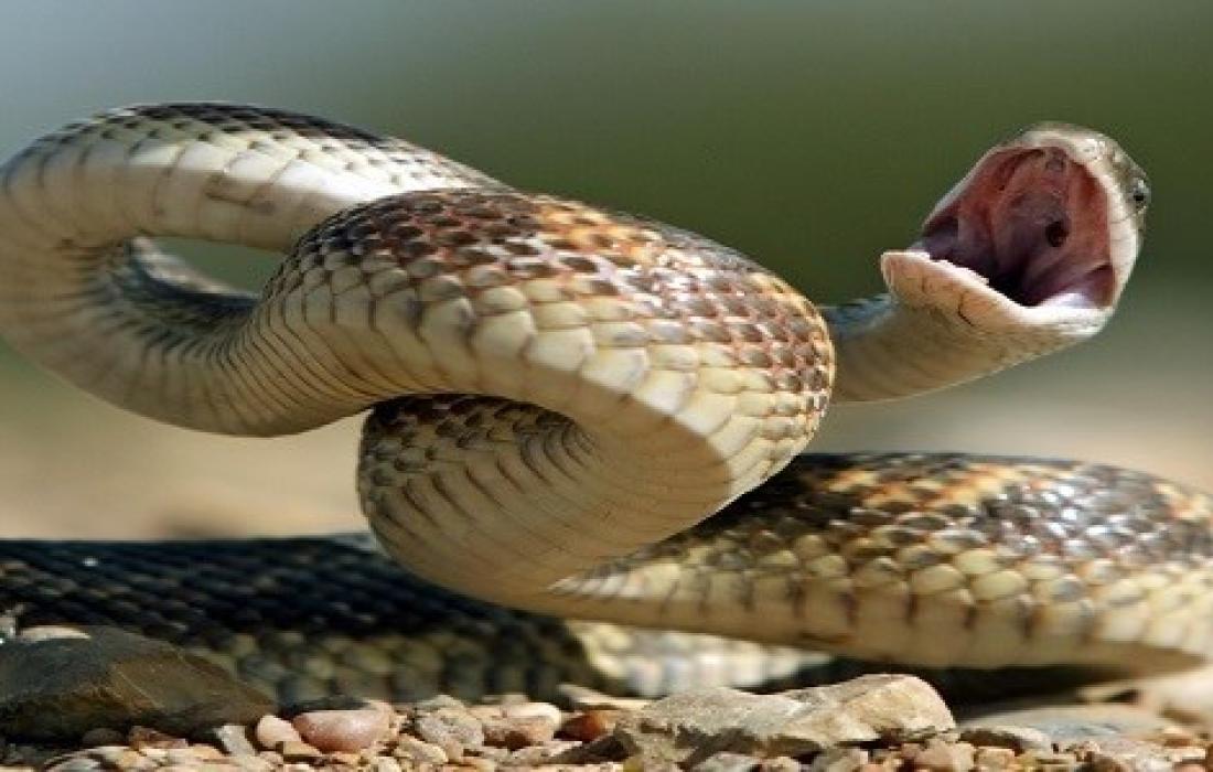 ما تفسير حلم الهروب من الثعابين الكثيرة لابن سيرين؟