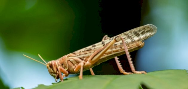 تعرف على تفسير الجراد في الحلم لابن سيرين والعصيمي