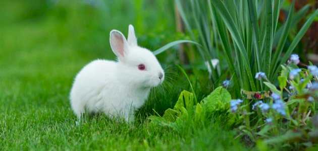 تعرف أكثر حول تفسير حلم الأرانب في المنام لابن سيرين