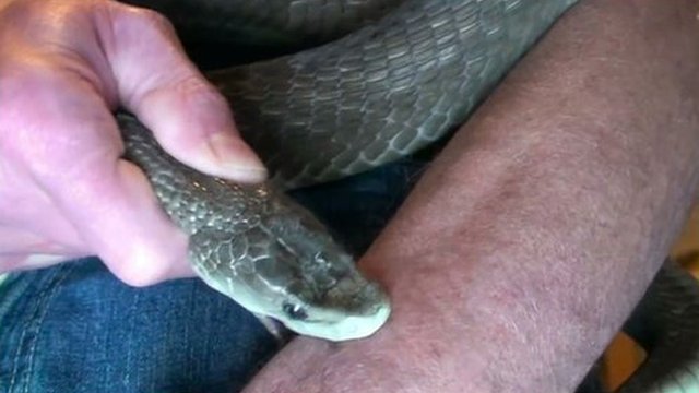 اعرف أكثر عن تفسير رؤية الثعابين في المنام لابن سيرين