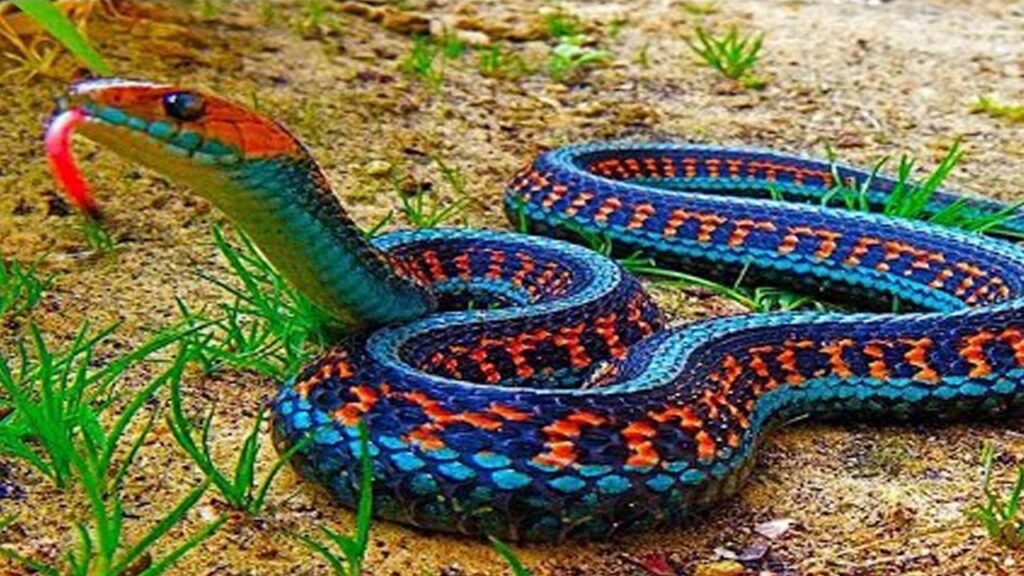 أهم 20 تفسير لحلم الثعابين الكبيره لابن سيرين