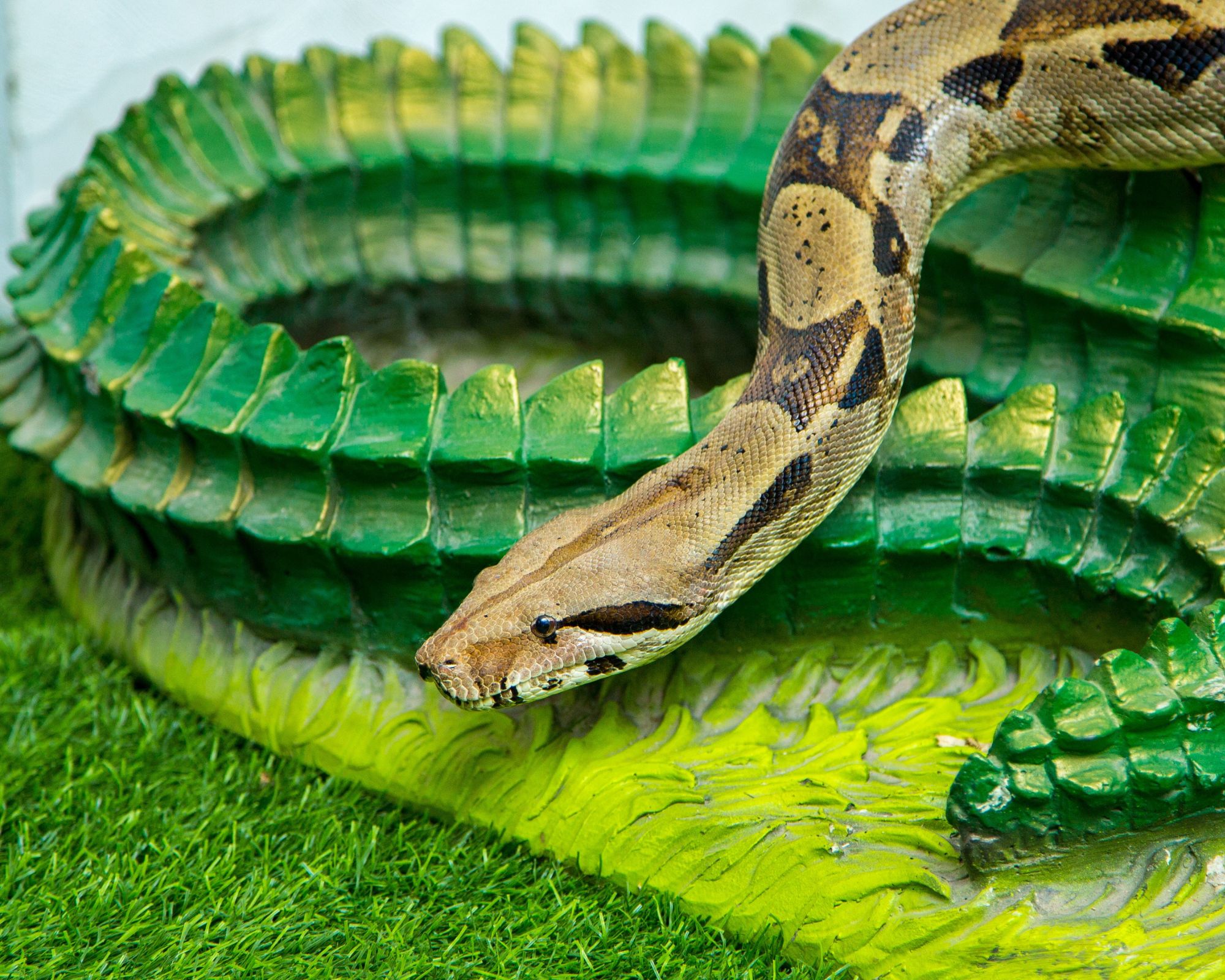 تعرف على تفسير رؤية الثعابين الكثيرة في المنام للمتزوجة لابن سيرين