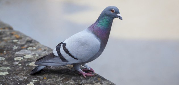 معنى الحمام بالمنام لابن سيرين