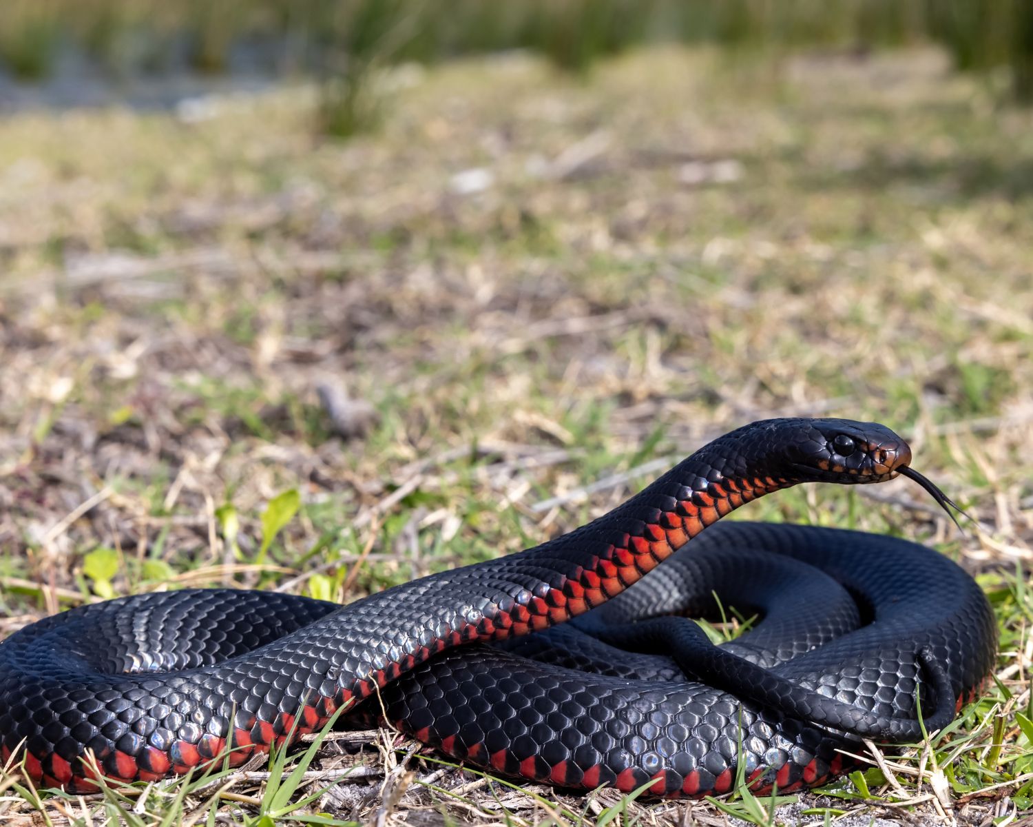ماذا يعني الثعبان الاسود في الحلم