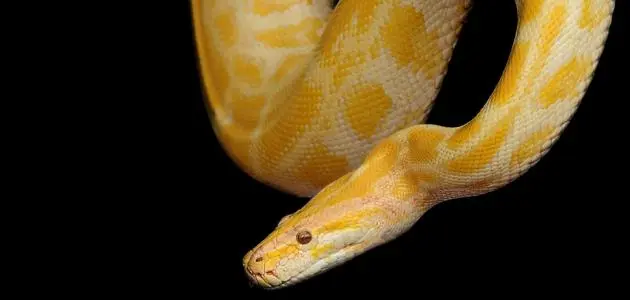  تفسير حلم ثعبان اصفر يلاحقني 