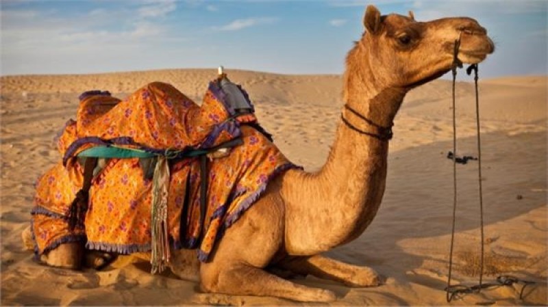 تفسير رؤيا الجمال لابن سيرين
