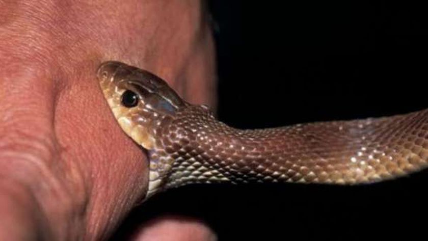 تعرف على تفسير حلم لدغ الثعبان في القدم في المنام لابن سيرين