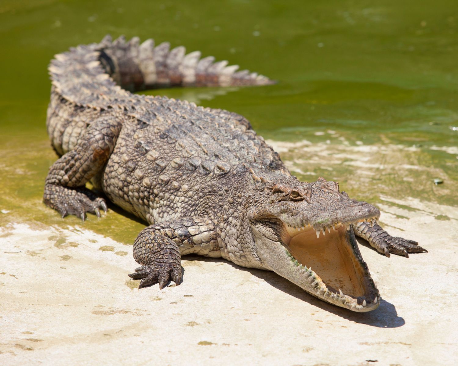 ما هو تفسير رؤية التمساح في المنام للرجل المتزوج لابن سيرين ؟