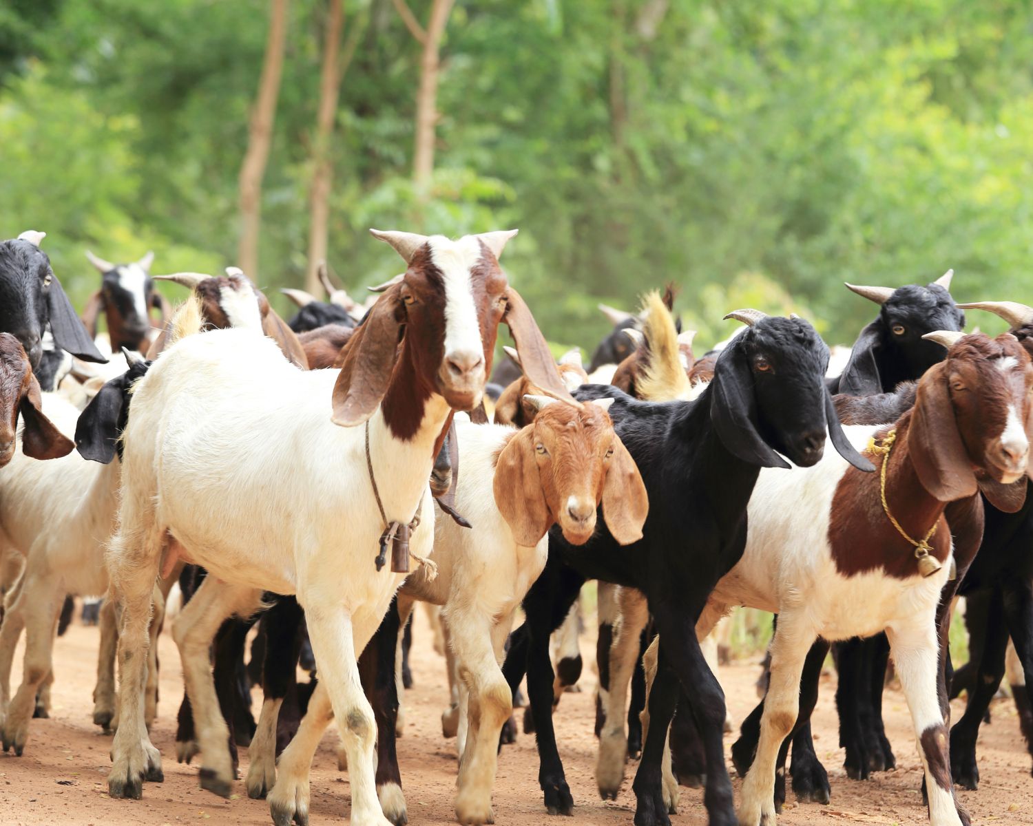 تفسير رؤية الغنم في المنام للرجل