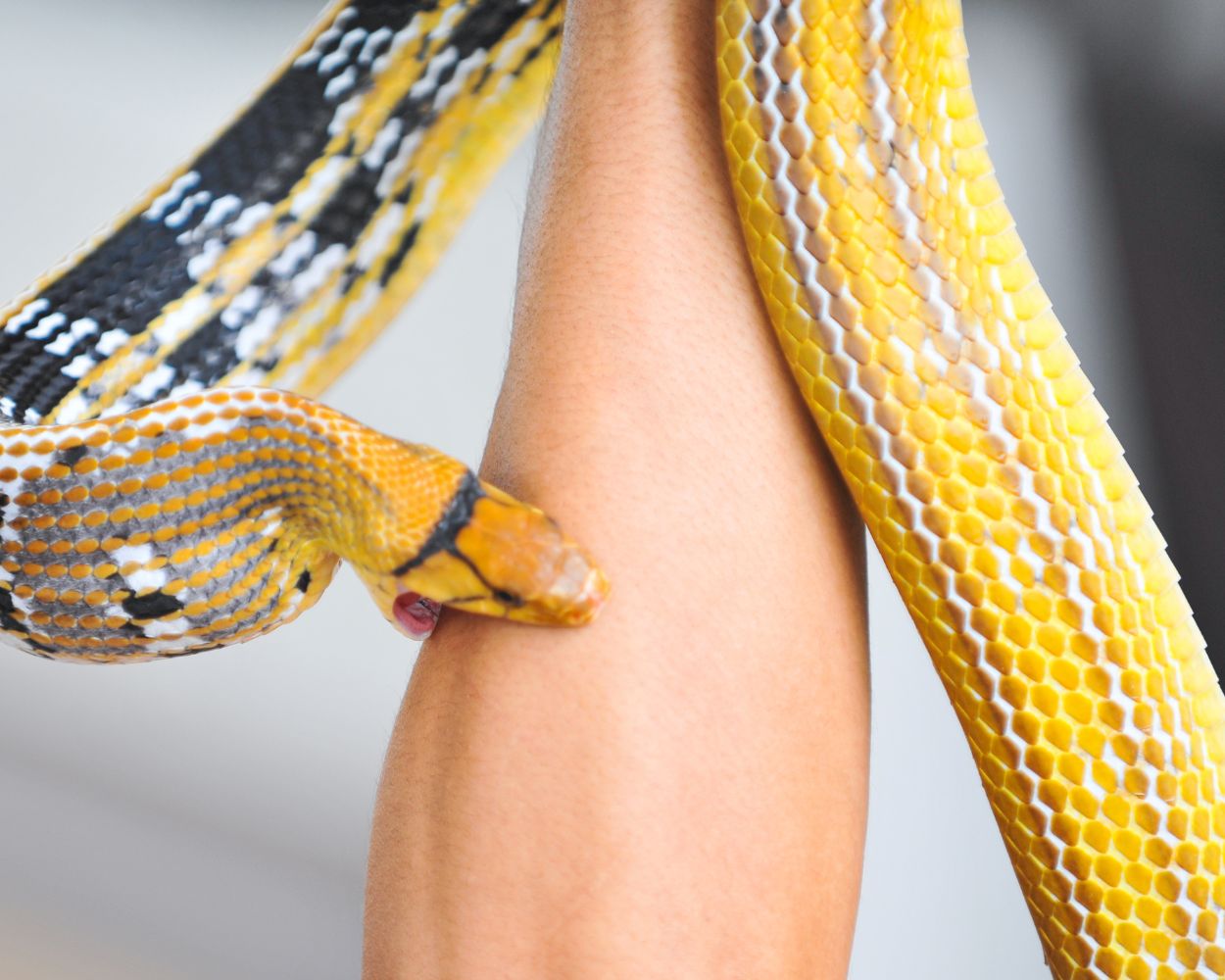 اعرف أكثر عن تفسير حلم لدغ الثعبان في القدم لابن سيرين