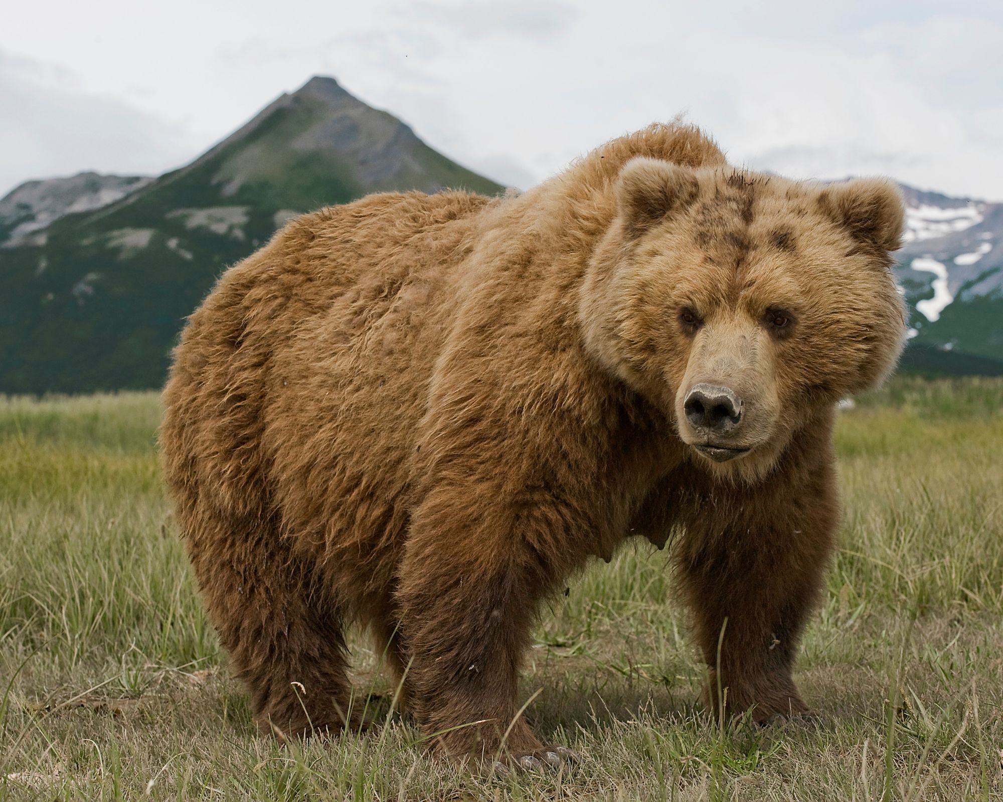 تفسير حلم الدب يطاردني