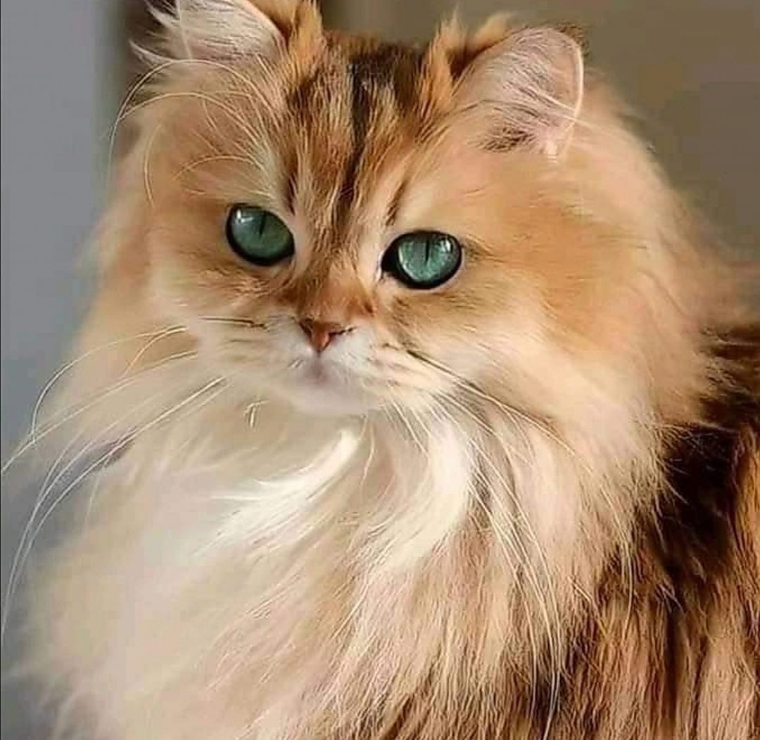 ما تفسير حلم القطط للمتزوجة لابن سيرين