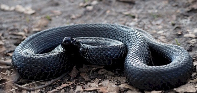 تعرف أكثر حول تفسير حلم الثعابين للعزباء في المنام لابن سيرين