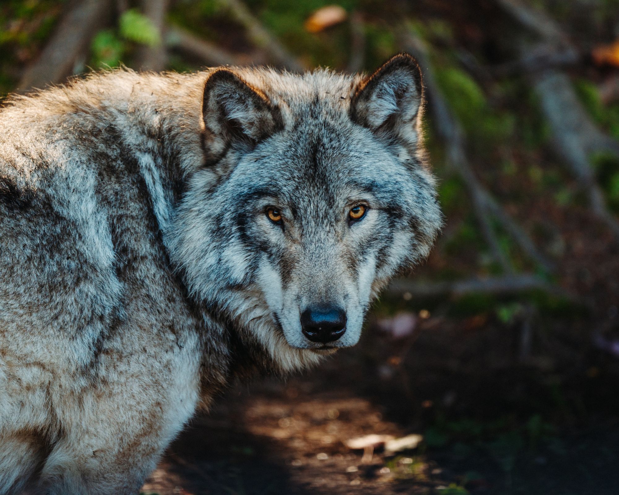 ما تفسير حلم الذئب لكبار المفسرين؟