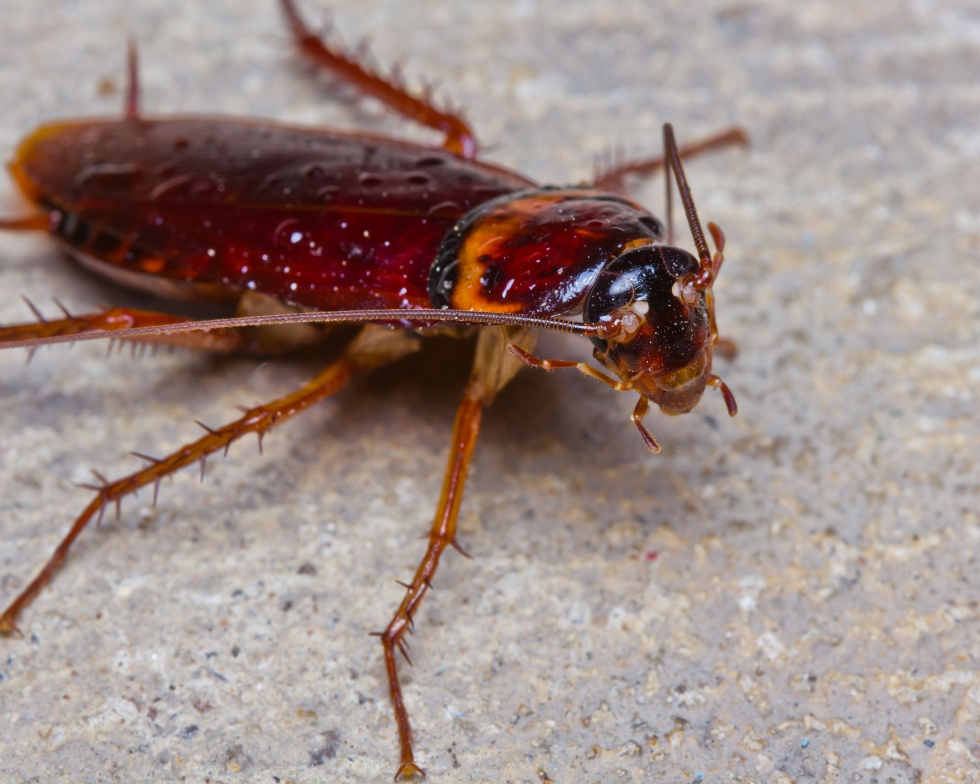 تفسير حلم الصراصير الكبيرة في البيت لابن سيرين