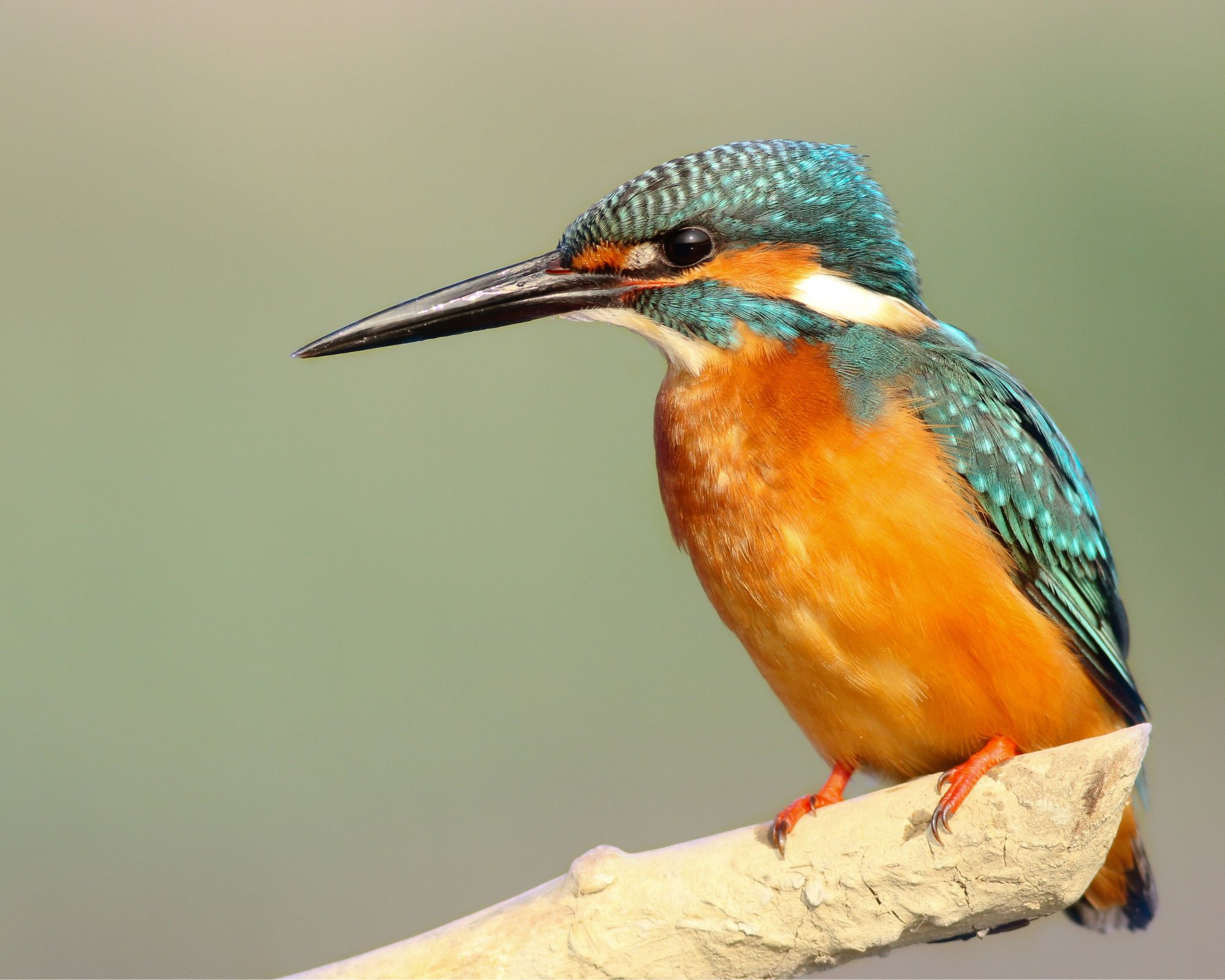 تفسير حلم العصفور للمطلقة لابن سيرين