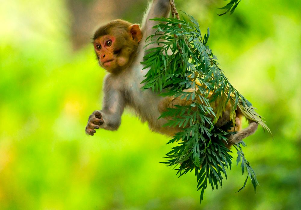 تفسير رؤيا القرد في المنام لابن سيرين