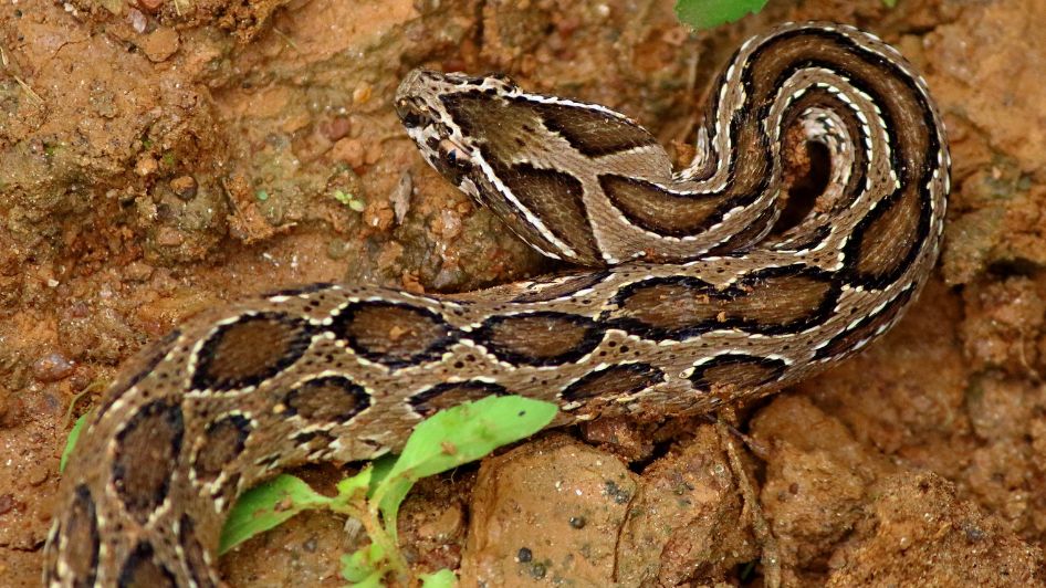 تفسير قتل الأفعى