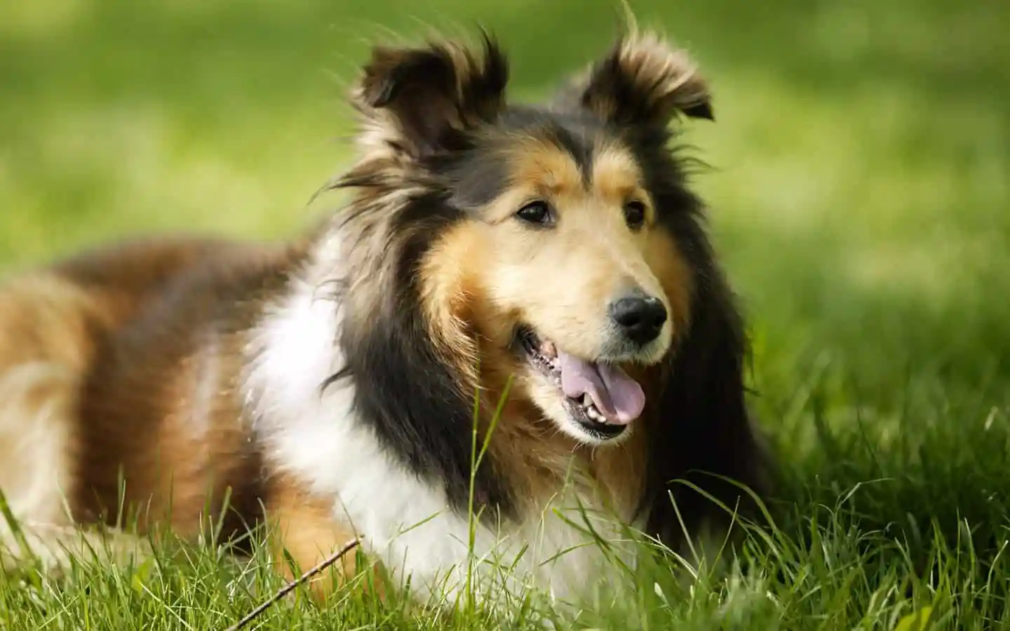 تفسير حلم قتل الكلب في المنام لابن سيرين