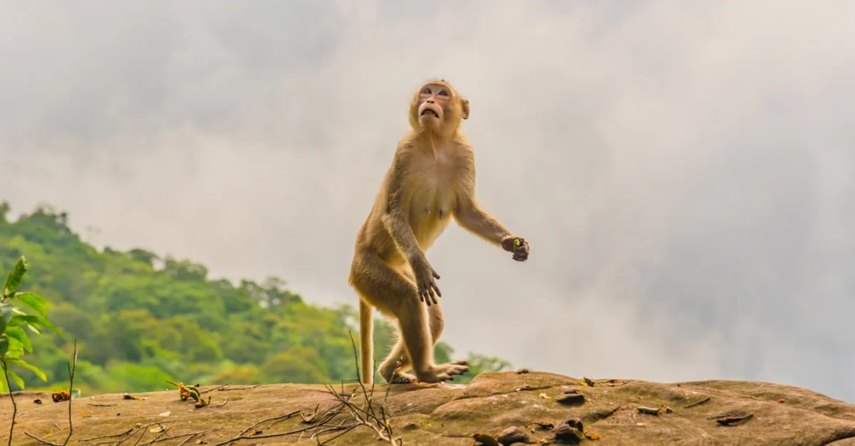 ما هو تفسير رؤية القرود في المنام لابن سيرين؟