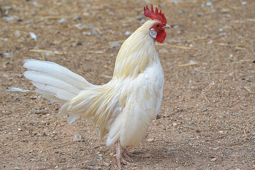 ما تفسير حلم الديك الابيض في المنام لابن سيرين؟