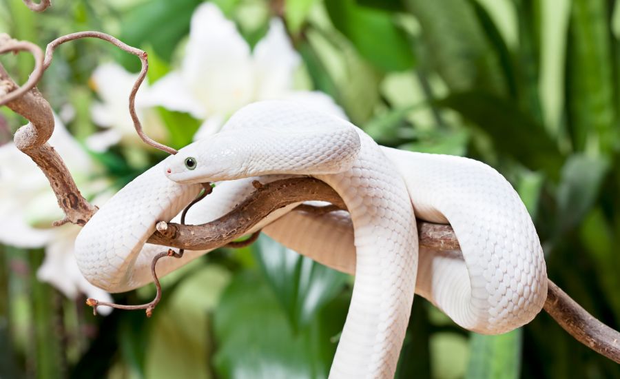 تفسير حلم ثعبان الابيض