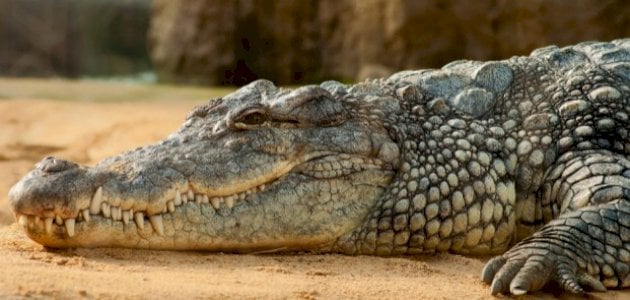 ما هو تفسير رؤيه التمساح في المنام لابن سيرين؟