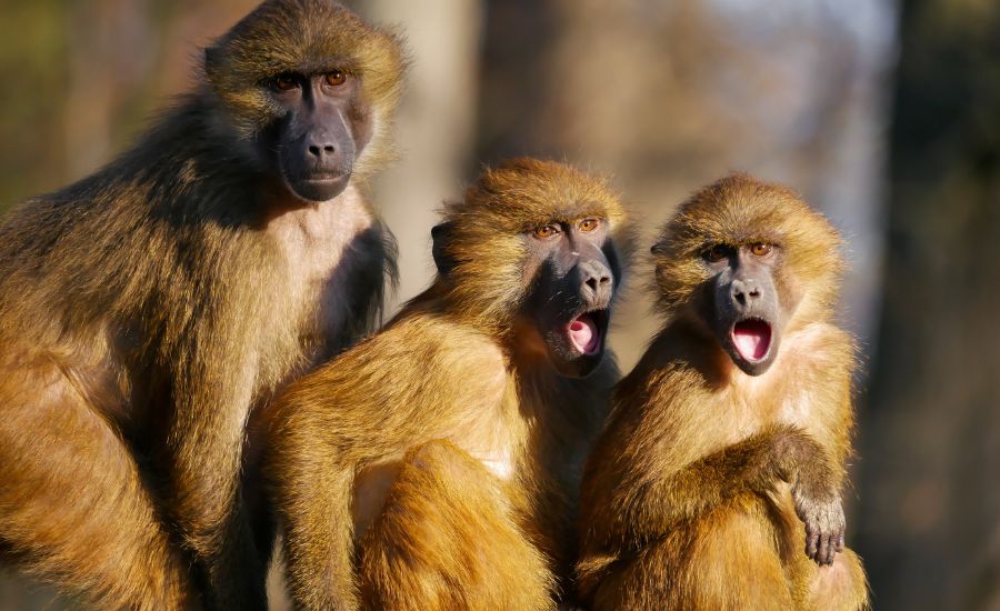 تفسير رؤيا القرود في المنام لابن سيرين