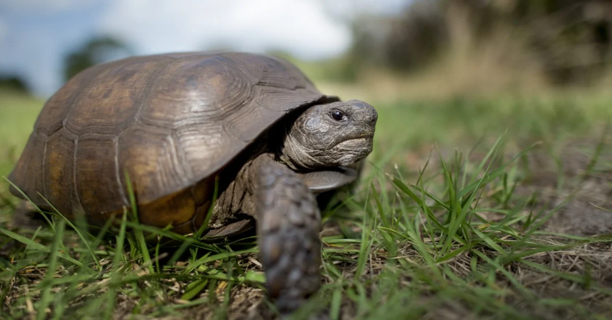 تعرف على تفسير حلم سلحفاة لابن سيرين