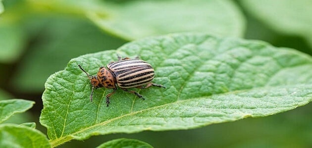 تفسير رؤية حشرة غريبة في المنام لابن سيرين وكبار العلماء