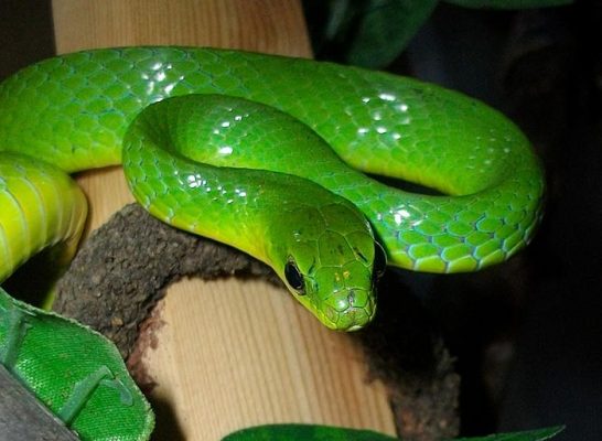ما هو تفسير حلم حية خضراء في المنام لابن سيرين؟