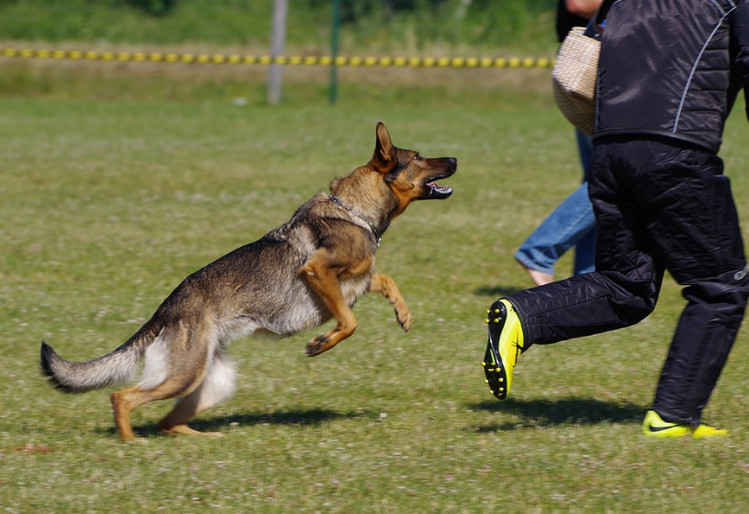 أهم 20 تفسير لحلم الكلب يطاردني لابن سيرين