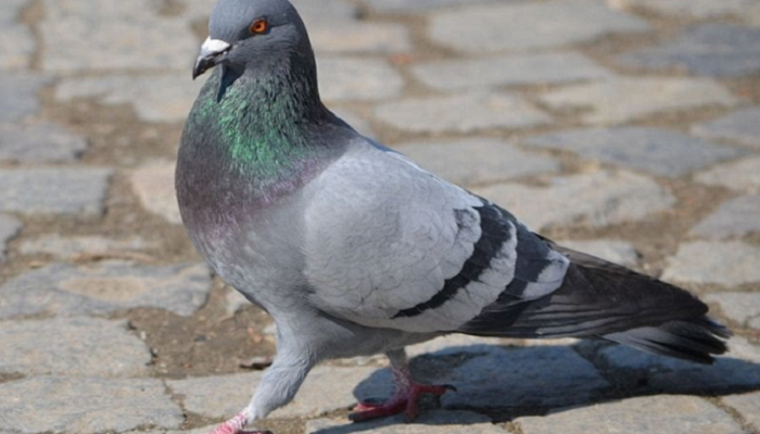 ما هو تفسير حلم الحمام في المنام لابن سيرين ؟