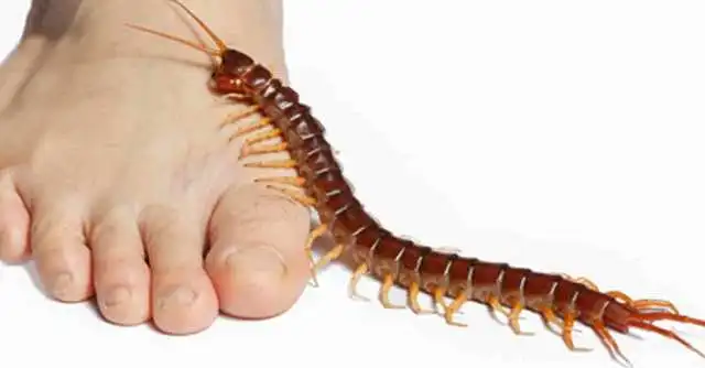 تعرف أكثر على تفسير حلم قرصة ام اربعه واربعين في المنام لابن سيرين