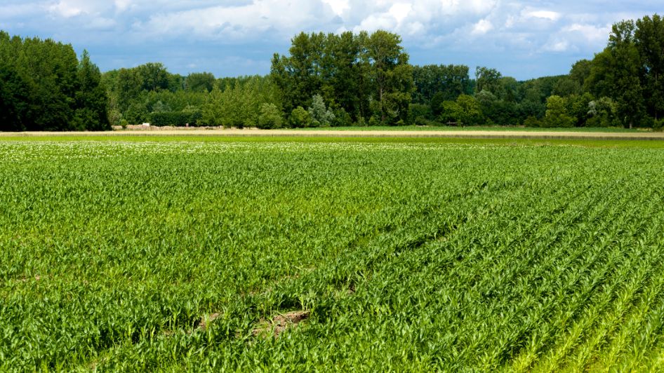 ما تفسير رؤية شراء ارض في المنام لابن سيرين؟