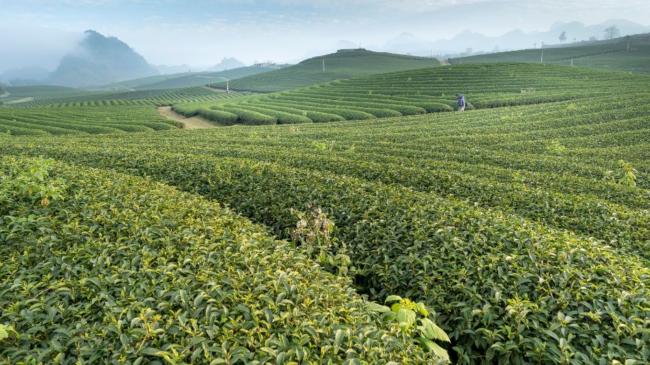 تعرف على تفسير رؤية مزرعة خضراء في المنام لابن سيرين