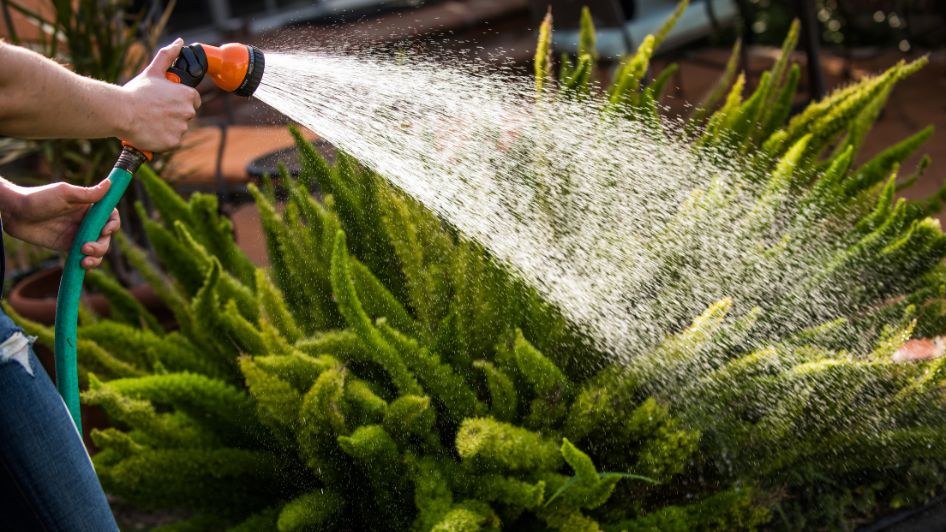 ما تفسير سقاية الزرع في المنام للمتزوجة لابن سيرين؟