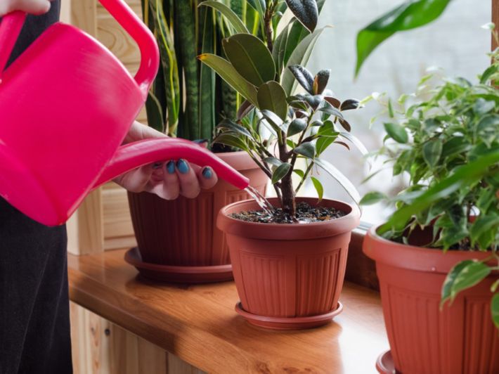 تفسير رؤية سقاية الزرع في المنام لابن سيرين