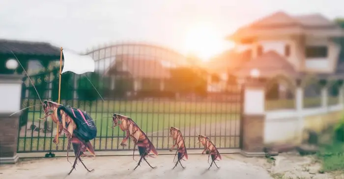 تعرف على تفسير رؤية الصراصير في المنام لابن سيرين!