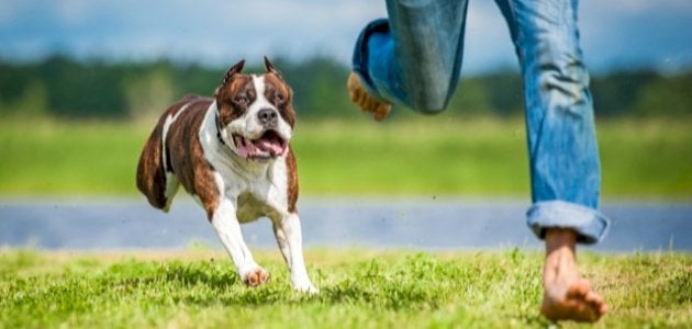 ما تفسير رؤية الكلاب في المنام والخوف منها في المنام لابن سيرين؟